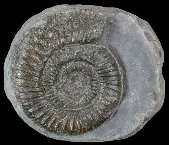 Dactylioceras Ammonite Fossil - England #52650